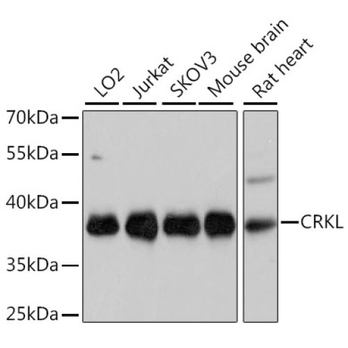 CRKL Rabbit pAb