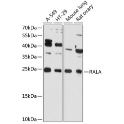RALA Rabbit pAb