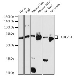 CDC25A Rabbit pAb