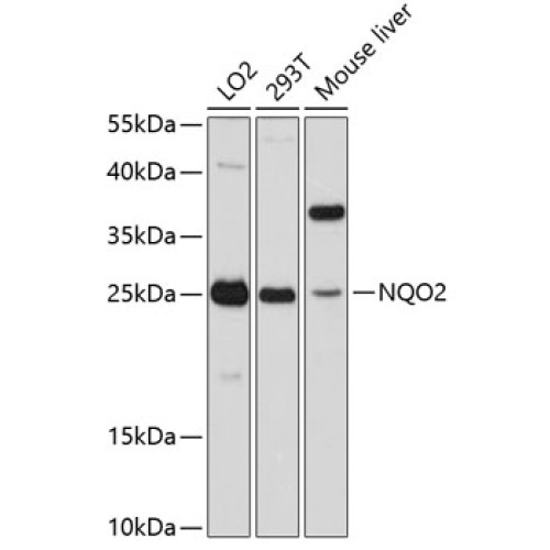 NQO2 Rabbit pAb