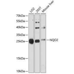 NQO2 Rabbit pAb