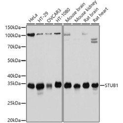 STUB1 Rabbit pAb