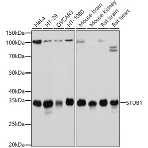 STUB1 Rabbit pAb