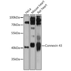 Connexin 43 Rabbit pAb