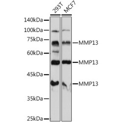 MMP13 Rabbit pAb