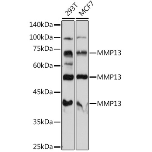 MMP13 Rabbit pAb