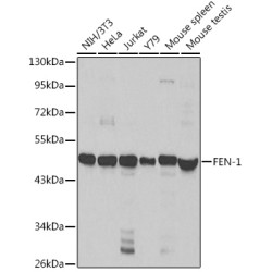FEN-1 Rabbit pAb