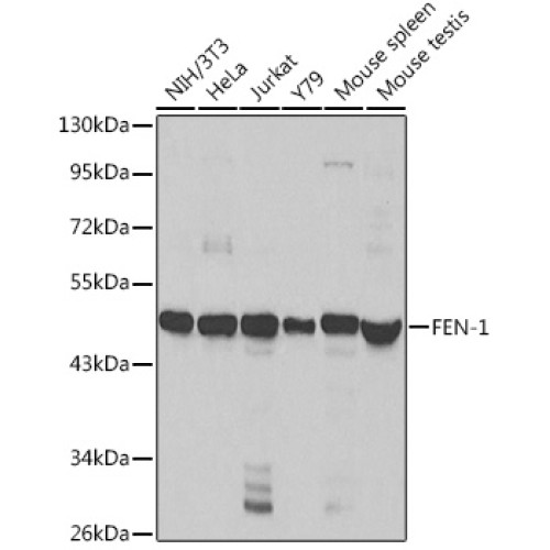 FEN-1 Rabbit pAb