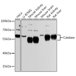 Catalase Rabbit pAb