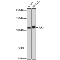 TLR3 Rabbit pAb