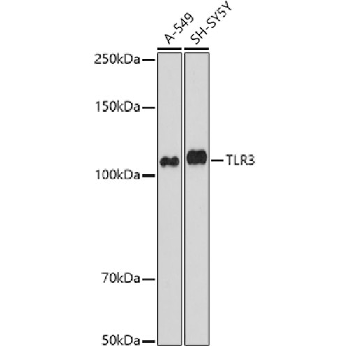 TLR3 Rabbit pAb