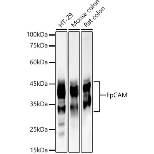 EpCAM Rabbit pAb