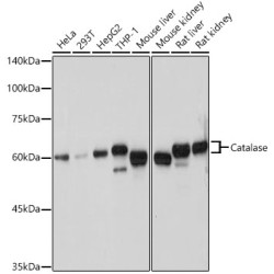 Catalase Rabbit pAb