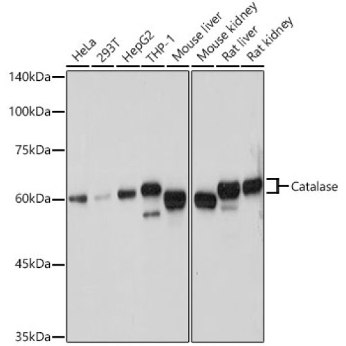 Catalase Rabbit pAb