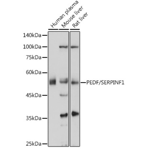 PEDF/SERPINF1 Rabbit pAb