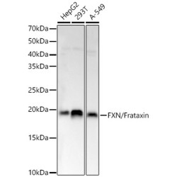 FXN / Frataxin Rabbit pAb