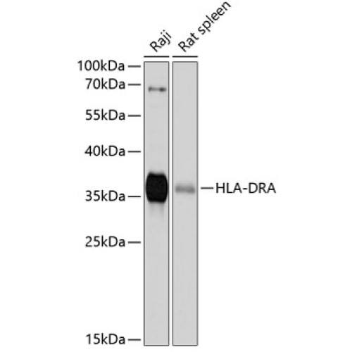 HLA-DRA Rabbit pAb