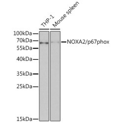 NOXA2/p67phox Rabbit pAb