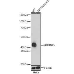 [KO Validated] SERPINB5 Rabbit pAb