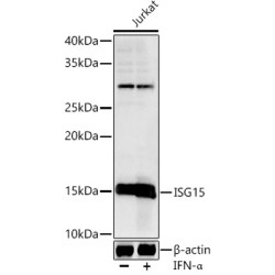 ISG15 Rabbit pAb