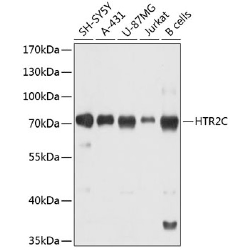 HTR2C Rabbit pAb