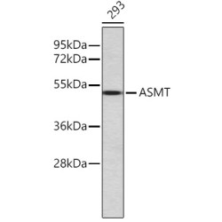 ASMT Rabbit pAb