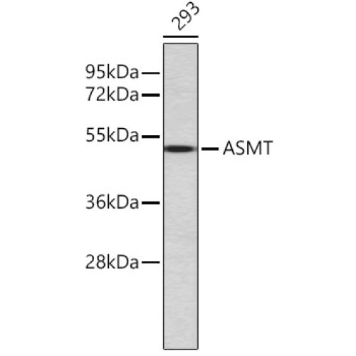ASMT Rabbit pAb