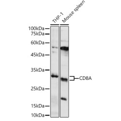 CD8A Rabbit pAb