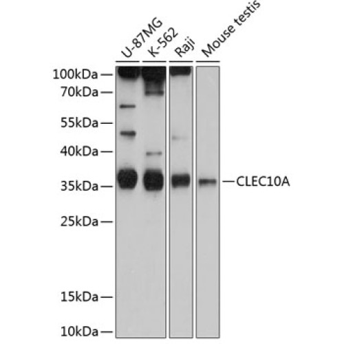 CD301/CLEC10A Rabbit pAb