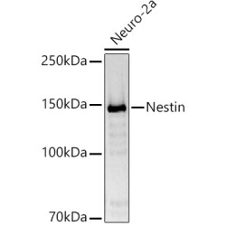 Nestin Rabbit pAb