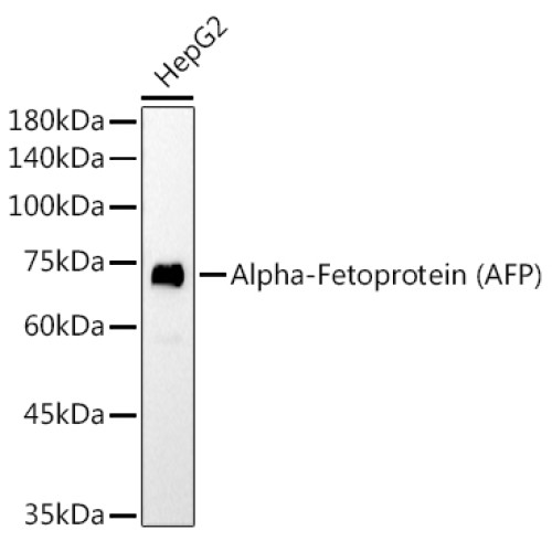 Alpha-Fetoprotein (AFP) Mouse mAb