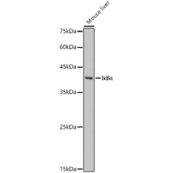 IκBα Rabbit pAb
