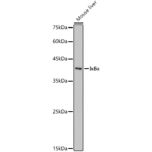 IκBα Rabbit pAb