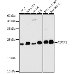 CDC42 Rabbit pAb