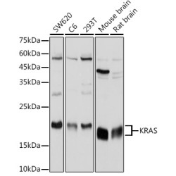 KRAS Rabbit pAb