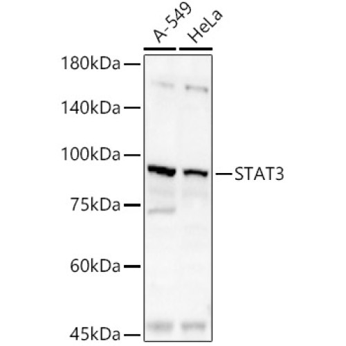 STAT3 Rabbit pAb