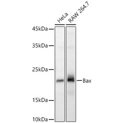 Bax Rabbit pAb