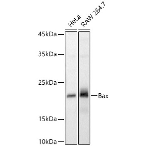 Bax Rabbit pAb
