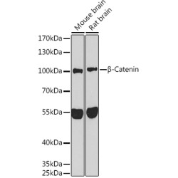 β-Catenin Rabbit pAb