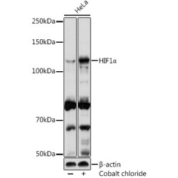 HIF1α Rabbit pAb
