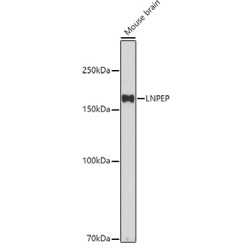 LNPEP Rabbit pAb