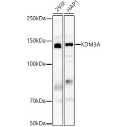 KDM3A Rabbit pAb