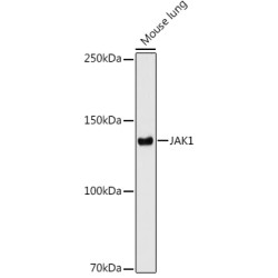 JAK1 Rabbit mAb