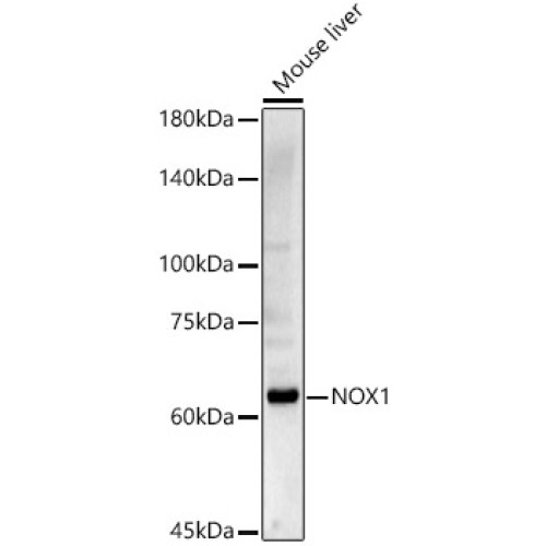 NOX1 Rabbit pAb