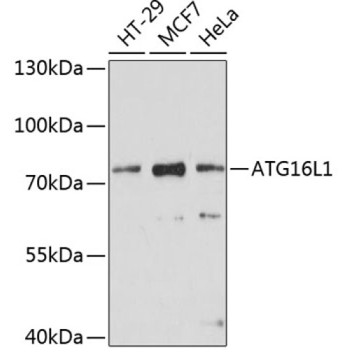 ATG16L1 Rabbit pAb