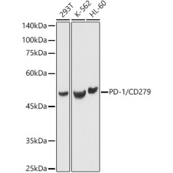 PD-1/CD279 Rabbit pAb