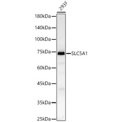 SLC5A1 Rabbit pAb