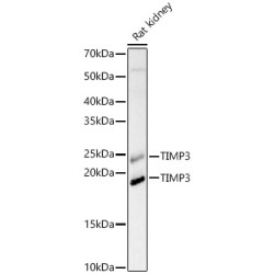 TIMP3 Rabbit pAb