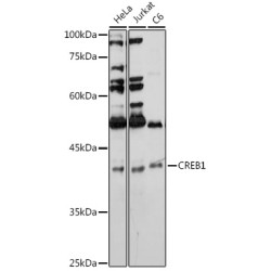CREB1 Rabbit pAb