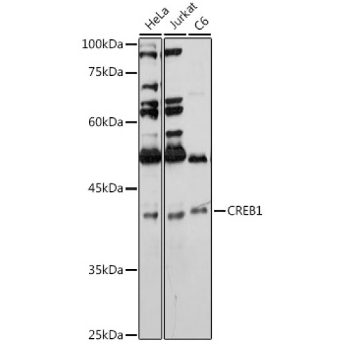 CREB1 Rabbit pAb
